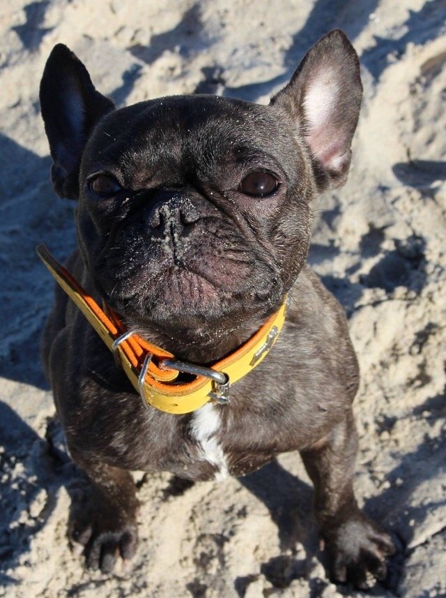 Erna (2,5 Jahre) ist eine verspielte und sehr verschmuste Französische Bulldogge, die nur Blödsinn im Kopf hat.