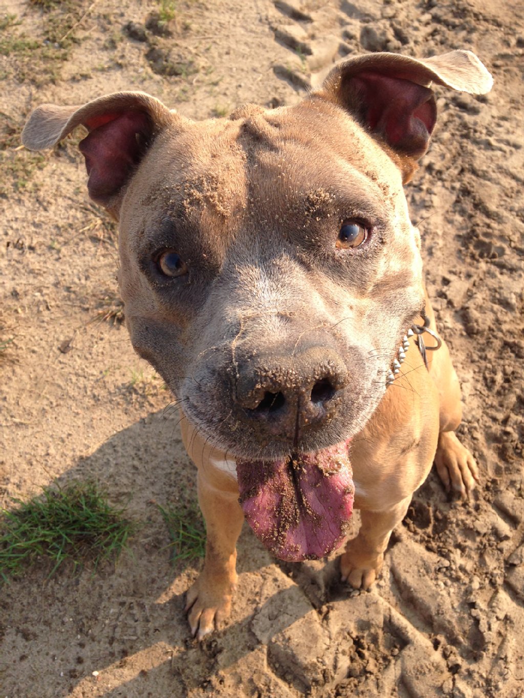 Dre ist ein 8 Jahre alter American Staffordshire Terrier. Er ist ein typischer Terrier, der stundenlang durch die Gegend tollen kann, ohne einen Funken Müdigkeit zu verspüren. Er ist auch als Pausenclown bekannt.