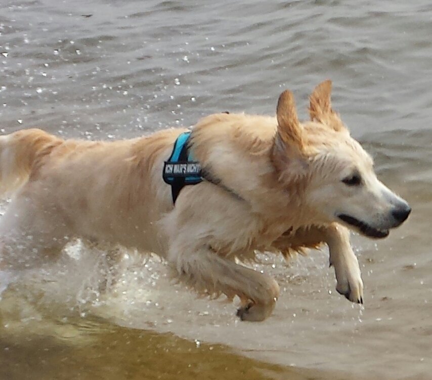Benny (1 Jahr), Golden Retriever: Ein Hund mit viel Potenzial, lernt schnell, kann Bälle wieder zurück werfen bzw. auch fangen. Außerdem pflückt gerne Blumen und bringt sie mir. Spielt gern mit Kindern und schwimmt gern.