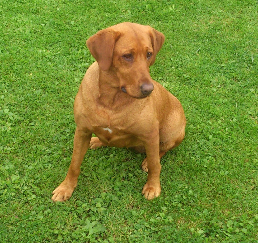 Maya ist zweieinhalb Jahre alt und eine Rote Labradorhündin. Sie ist sehr lieb, spielt gern im Garten und geht gern spazieren. Sie kann auch einige Kunststückchen.