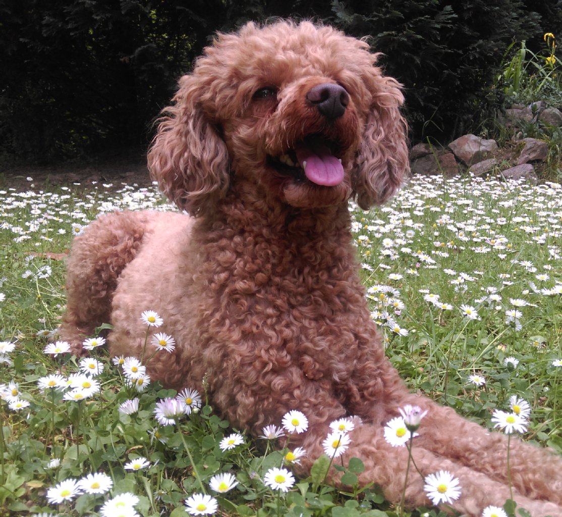 Johnny (6 Jahre) ist ein total verkuschelter Zwergpudel, sehr lernfähig und schlau. Er ist ein kleiner Hampelmann und immer guter Laune.