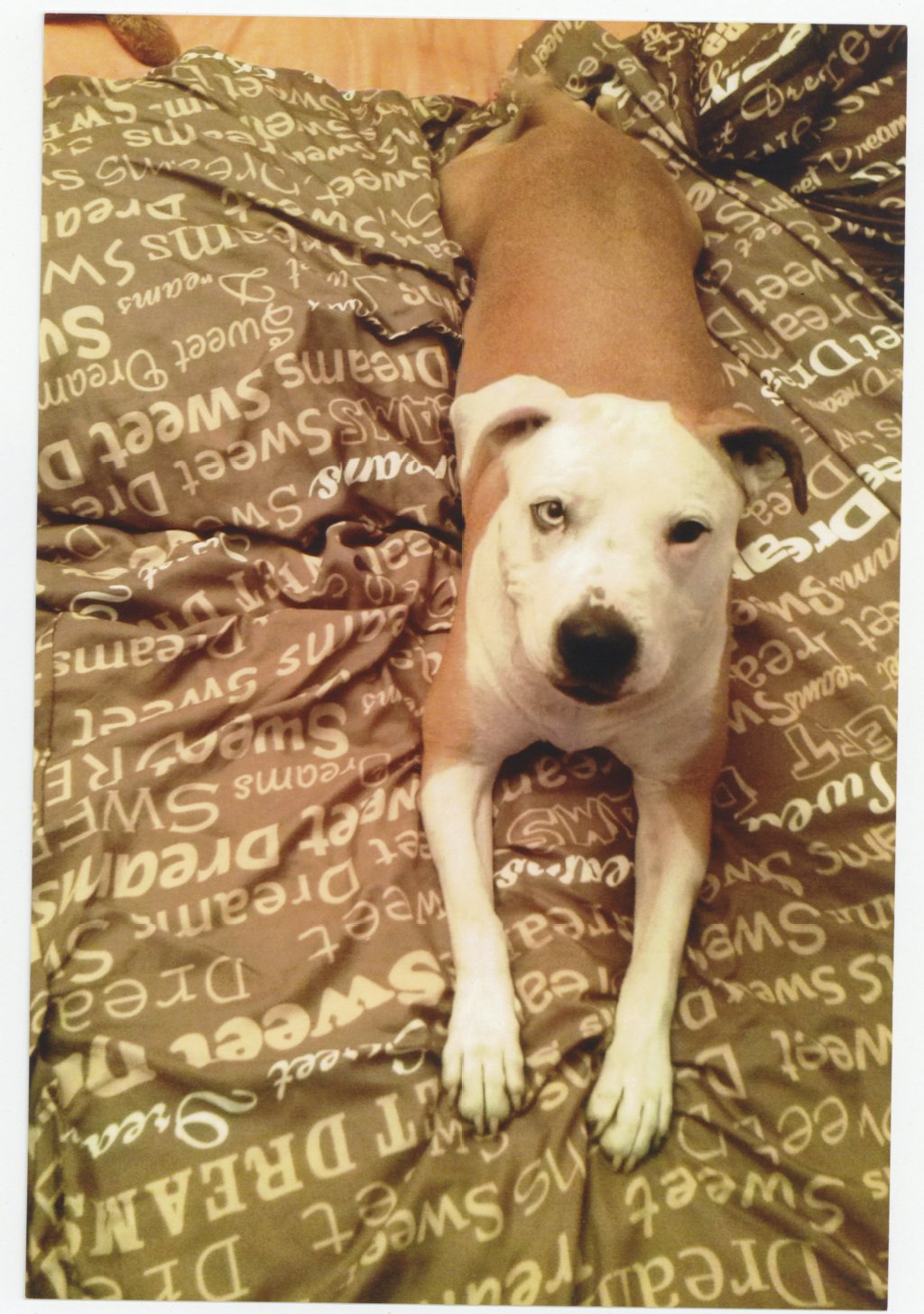Tyra (7 Jahre) ist eine liebevolle American-Bulldog-Mix-Dame. Ihr großes Herz gehört ganz ihrer Familie. Sie liebt es, im Garten herumzutollen.