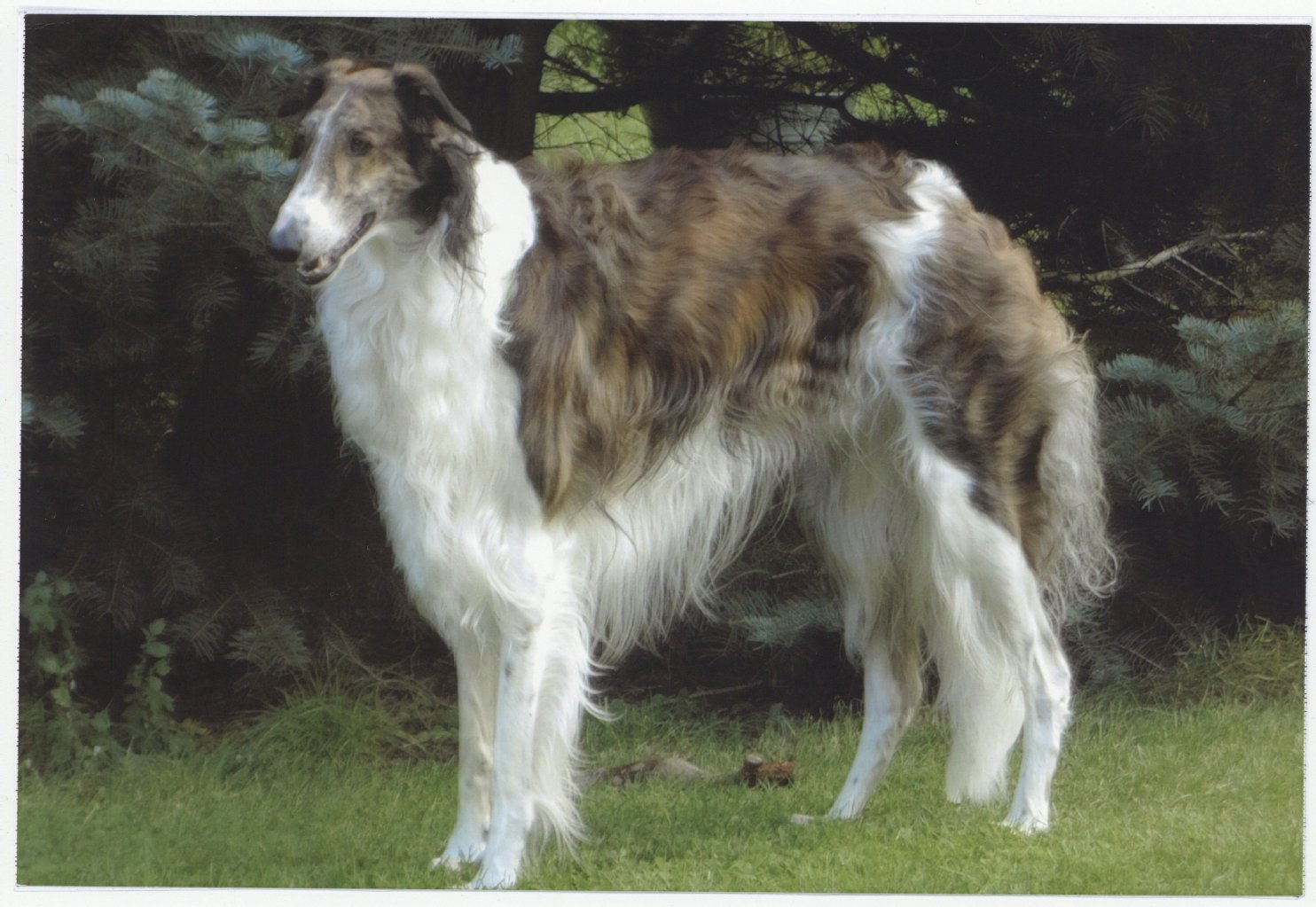 Ablamov Bagdaashha ist ein 18 Monate alter Barsoi (Windhund). Er ist ein freundlicher und verschmuster Rüde, ein richtiger Kumpel und Seelentröster für seine liebsten Zweibeiner. Zu seinen Leidenschaften gehört das Rennen, wie es sich für einen richtigen Windhund gehört. Außerdem ist er ein toller Spielkamerad, der für sein Leben gern tobt.