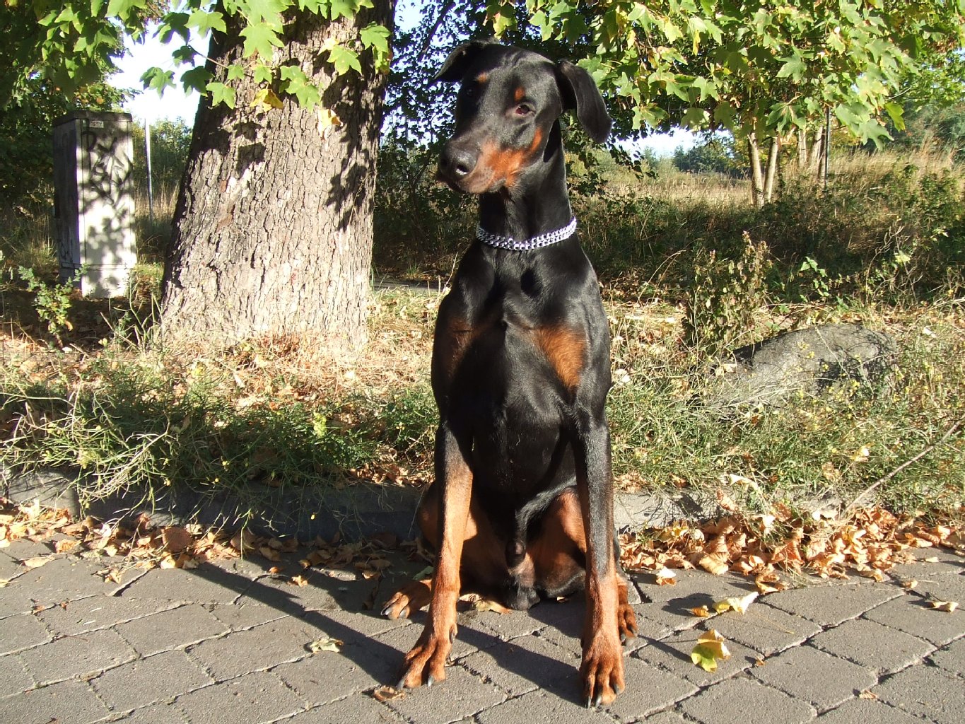 Eddie (1,5 Jahre alt), Dobermann und bester Freund aus Ahrensfelde, ist sehr treu und anhänglich, schlau und zuverlässig.