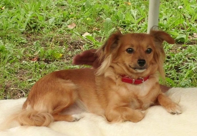 Mäuschen (2) Chihuahua-Sheltie-Mix, beschützt sein Frauchen sehr und mag viele Streicheleinheiten.