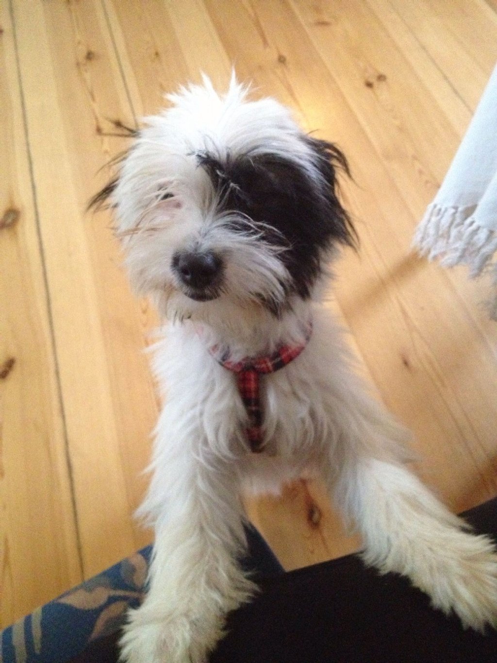 Keka (3), Terrier-Mix, kommt aus Spanien. Sie ist sehr lieb, total verschmust, kinderlieb und folgsam.