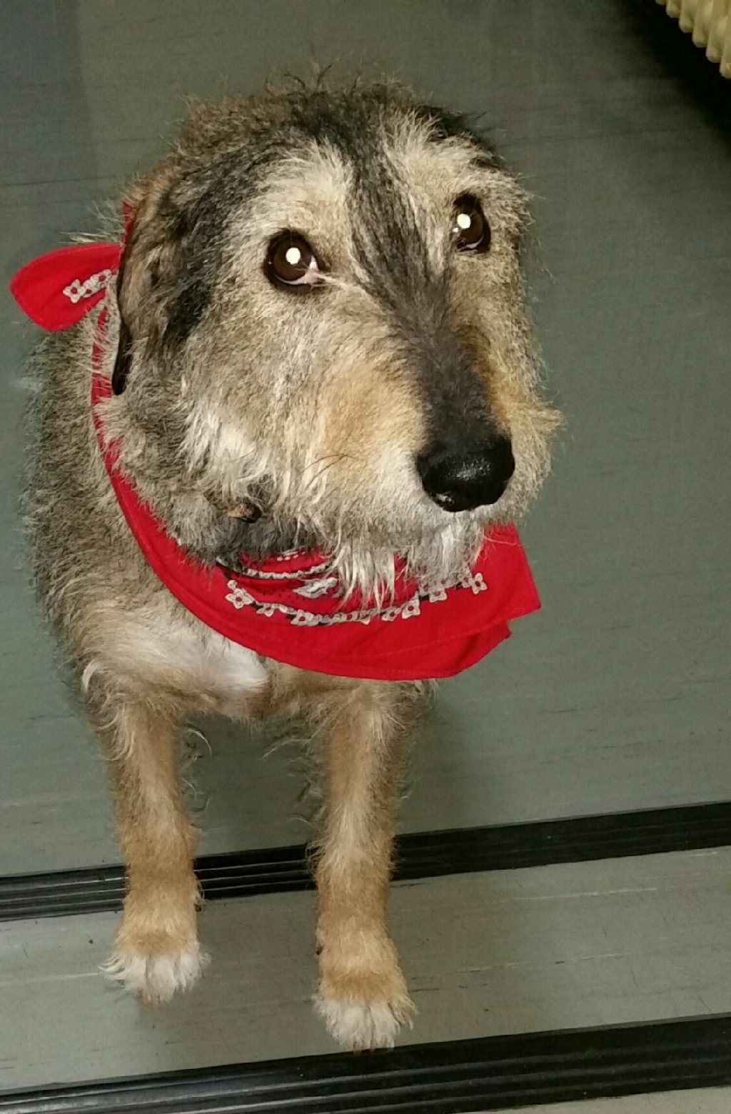 Nikita (3), Bullywiddack - auf Deutsch: ein Bullterier-Windhund-Rauhaardackel-Mix - hat in seinem jungen Leben schon Einiges überstanden: Nikita überlebte eine Tötungsstation in Spanien und ist jetzt super-glücklich darüber, seit zwei Jahren in Berlin zu sein. Hier zeigt sie sich den ganzen Tag lang sehr verspielt und verschmust, kann flitzen wie ein Wiesel und niemand kann ihrem Blick widerstehen.