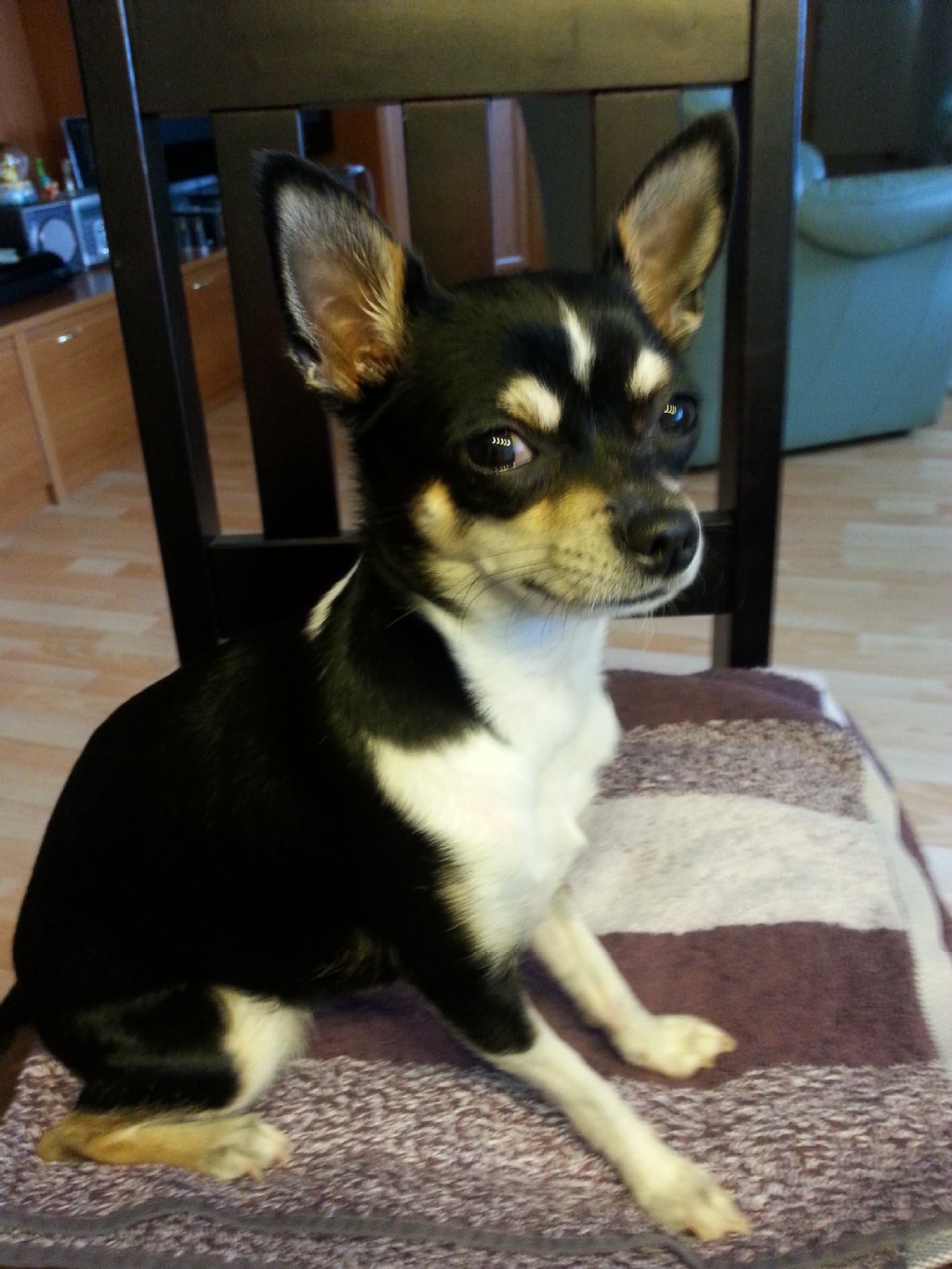 Jeanny (2,5 Jahre), ein Chihuahua-Weibchen, ist sehr pfiffig, wissbegierig, hat viel Blödsinn im kleinen Kopf, ist aber trotzdem ein ganz liebes Mädchen.