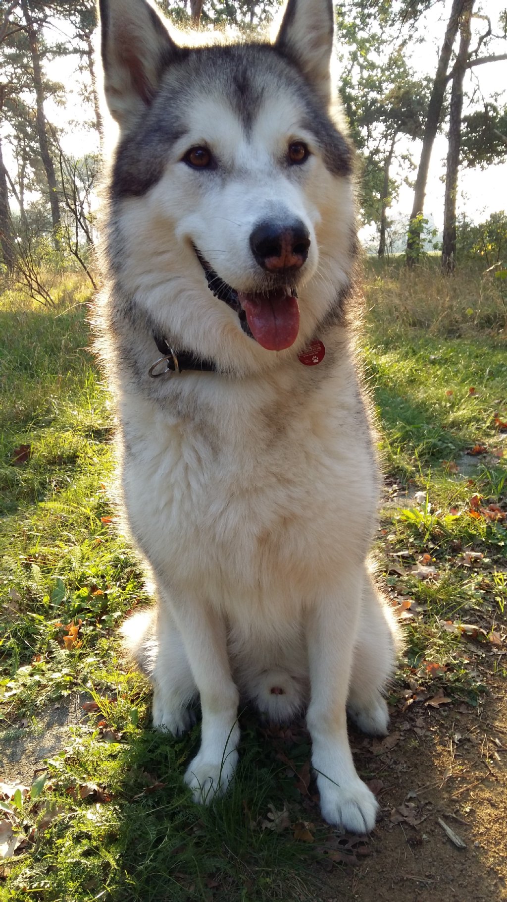 Beule (6), ein Alaskan Malamute, ist kinderlieb, redselig und verschmust.