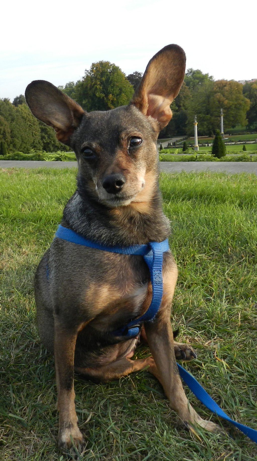 Elli (8), Dackel-Rehpinscher-Mix: Ihr Markenzeichen sind die lustigen Ohren. Wenn es Frauchen nicht gut geht, dann weicht sie nicht von der Seite und kuschelt.