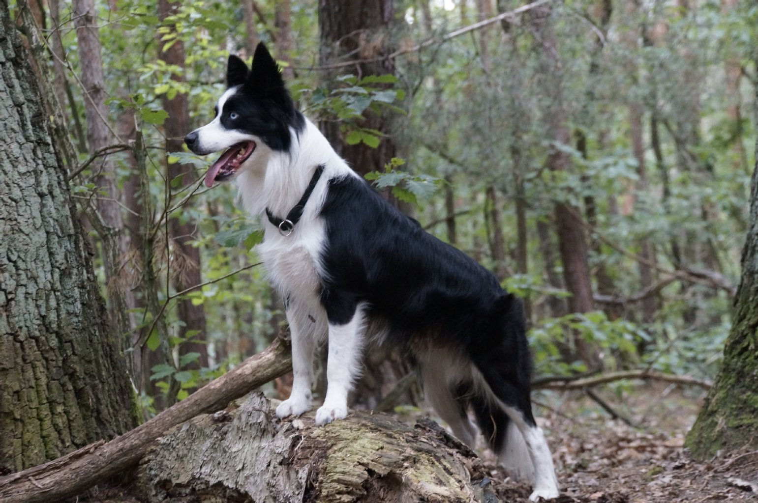 Sky (2), ein Border Collieo, hat seinen Namen wegen seiner wunderschönen blauen Augen erhalten. Sky ist sehr lebhaft, verspielt, gut erzogen, schmusig und liebenswert - zugleich sehr intelligent und gelehrig. Am liebsten spielt er Fußball in unserem kleinen Agility Park im Garten. Aber auch als Wächter zeigt sich Sky sehr aufmerksam.