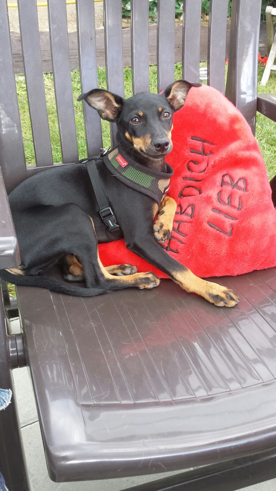Emma (5 Monate), ein sehr schlauer und flinker Zwergpinscher, lässt sich die Butter nicht vom Brot nehmen, ist sehr verspielt, anhänglich und schmusebedürftig.