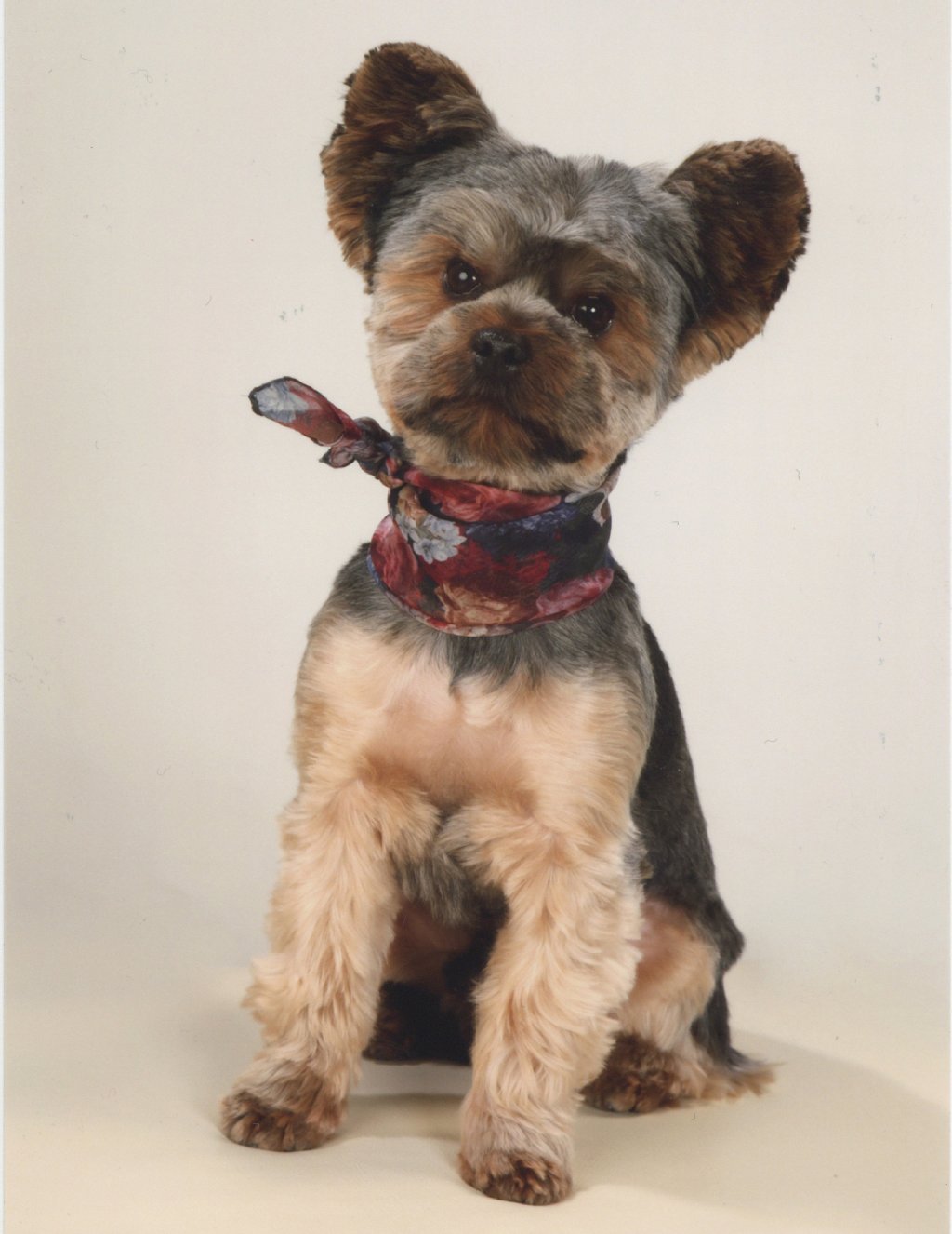 Marley (fast 2 Jahre), Yorkshire Terrier. Hat einen friedlicher Charakter, ist Therapiehund in zwei Altenheimen vielseitig interessiert – also sehr neugierig. 