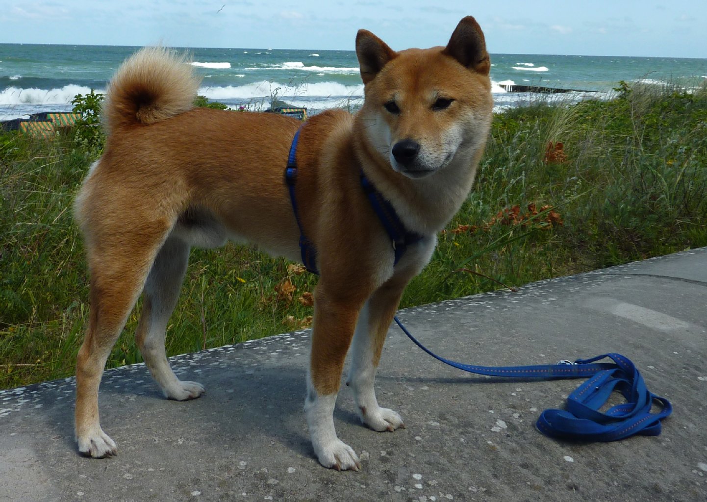 Aiko (japanisch Kind der Liebe) ist 6 Jahre alt und ein Shiba Inu; ein sehr stolzer Hund, unbeugsam und dominant. Sehr intelligent, mutig und selbständig.