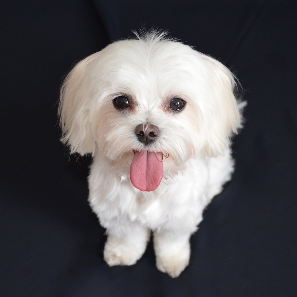 Coco ist ein 4 Jahre alter Malteser. Sie liebt es zu schmusen, schließt jeden sofort in ihr kleines Hundeherz, möchte am liebsten von allen in ihrer Umgebung geknuddelt und gekrauelt werden. Sie ist trotz ihrer Größe ein aufmerksamer, kleiner Wachhund und Beschützer und lebt mit ihrer besten Freundin, Katze Bella, zusammen.