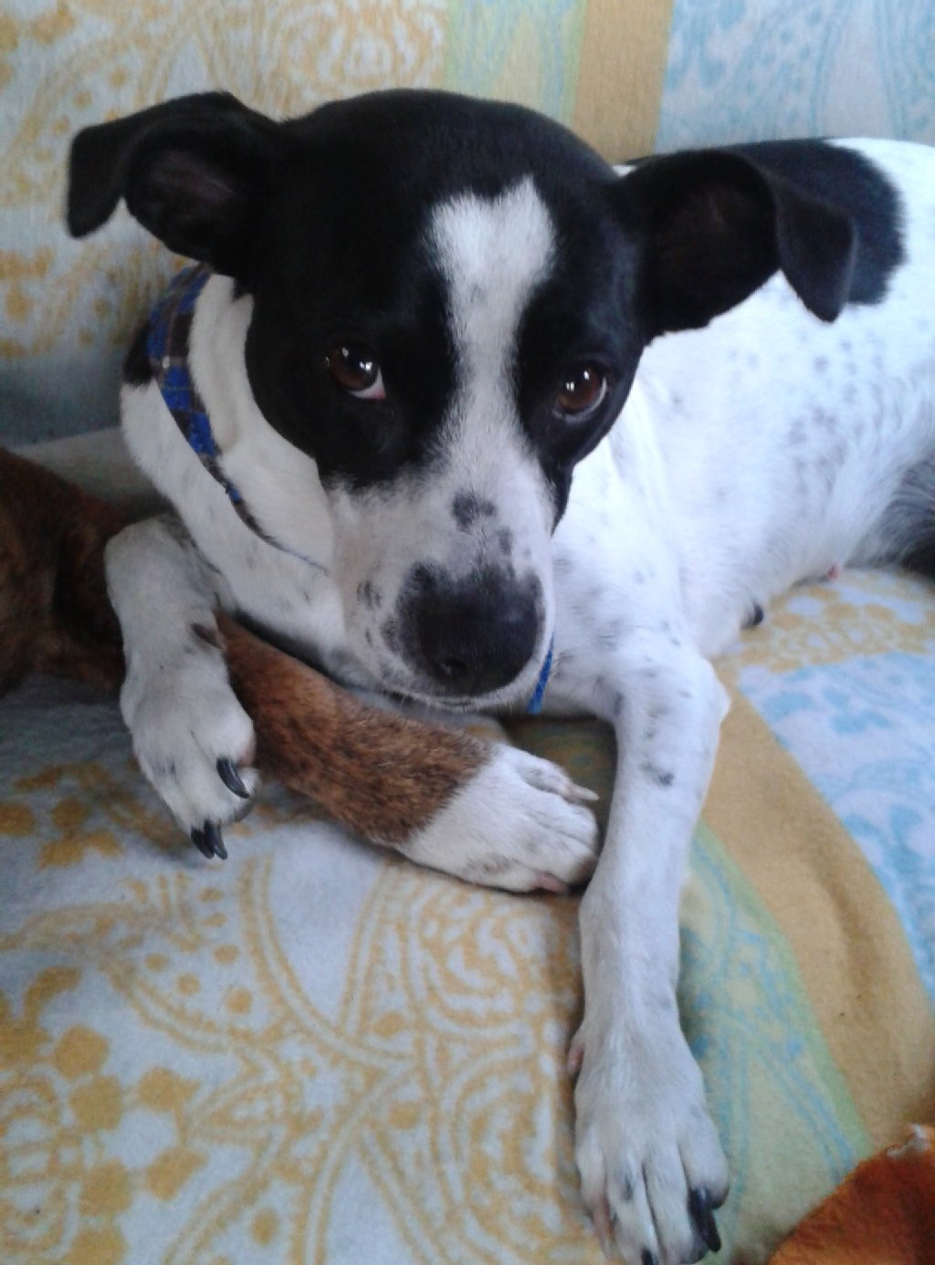 Kessy (6 Jahre) ist ein Terriermix, liebt Action und ist für sämtliche Sportarten zu begeistern, von Seil ziehen über Frisbee spielen bis hin zum Schwimmen.