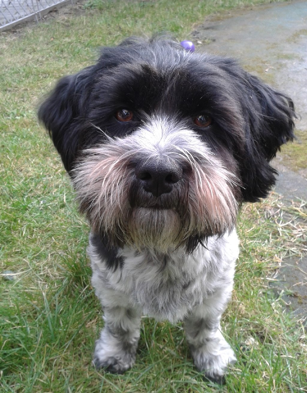 Kaspian (3 Jahre) ist ein Yorkshire-Malteser-Mix und sehr gelehrig. Er kann kleine Kunststücke.