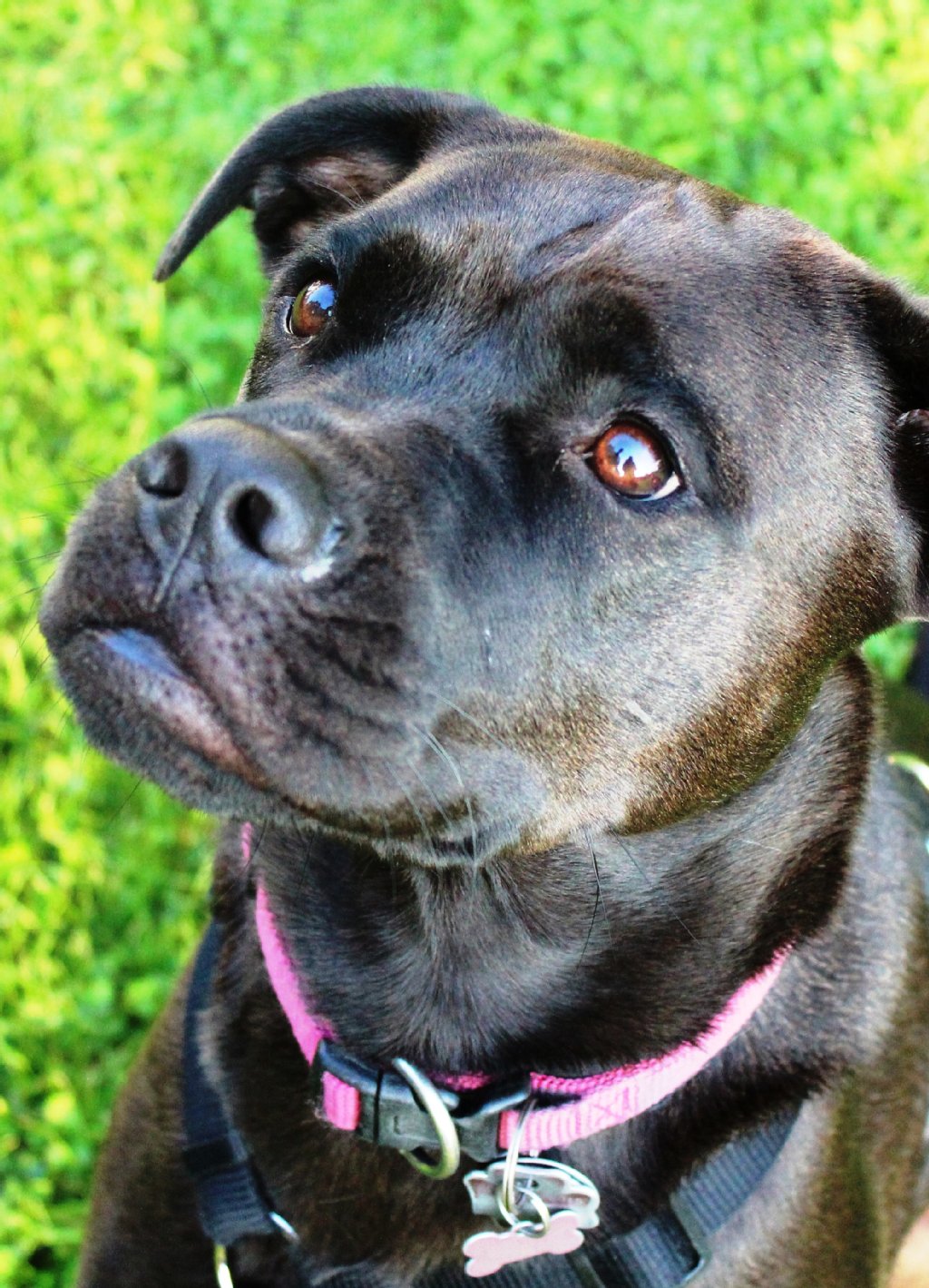 Mia (2 Jahre) ist ein Labrador-Boxer-Mix aus dem Tierheim. Am liebsten lernt sie neue Tricks. Neben "Zunge herausstrecken" kann sie auch auf Komando bellen, "Peng", "Rolle" und "Schmusen".