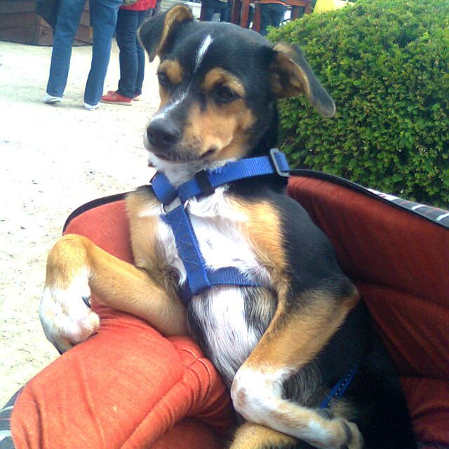 Monty Montemeyer (9 Monate) ist ein Jack Russell/Pinscher/Chihuahua Mix. Er hat alle liebenswerten Eigenschaften dieser Rassen und ist ein Therapie-Begleithund.
