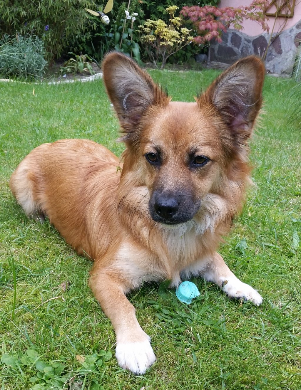 Wilma (10 Monate) ist ein Harzer-Fuchs-Mischling, frech, schlau und schmusebedürftig. Sie liebt es, mit Plastikflaschen zu spielen, Frauchens Wohnung  auf den Kopf zu stellen und Käse findet sie besonders köstlich. Sie flitzt super gern durch so hohe Gräser, dass sie beim Springen aussieht wie ein Reh.