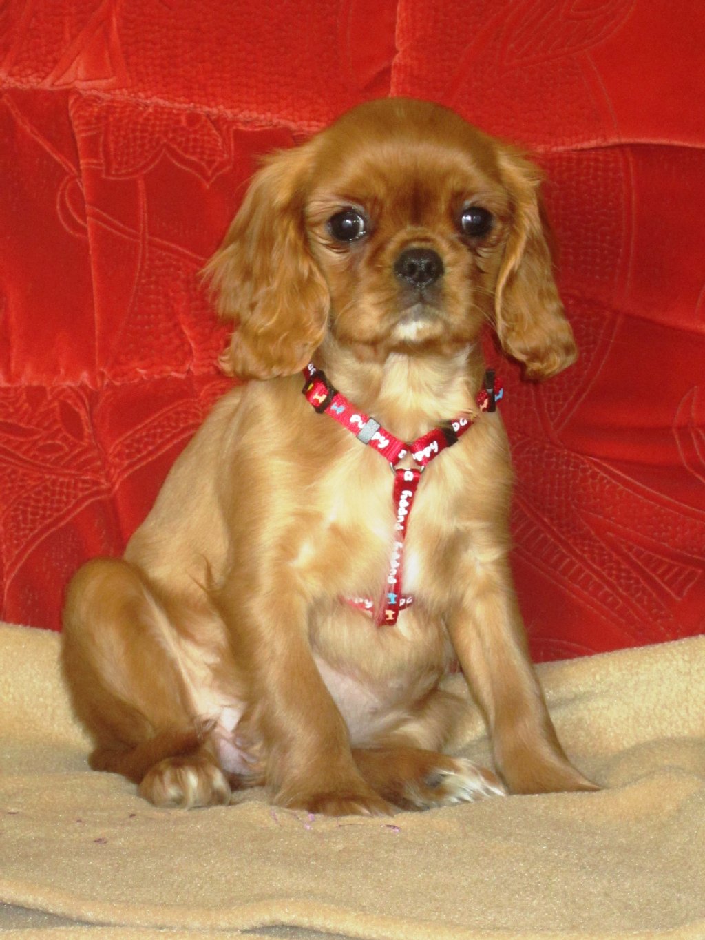 Bijou ist ein Cavalier King Charles Spaniel und 2 Jahre alt. Er ist aufmerksam, wachsam, anhänglich, anpassungsfähig und verspielt.