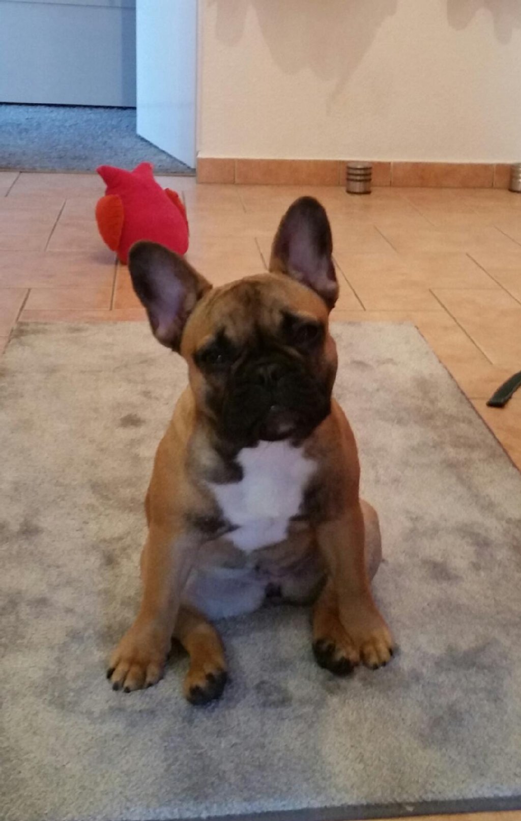 Bulldoggen-Dame Pina (1 Jahr) zaubert jeden Tag ab halb 5 früh ein Lächeln ins Gesicht ihrer Besitzer. Jeder in der Nachbarschaft der sie kennt, findet sie von der ersten Sekunde an toll ...