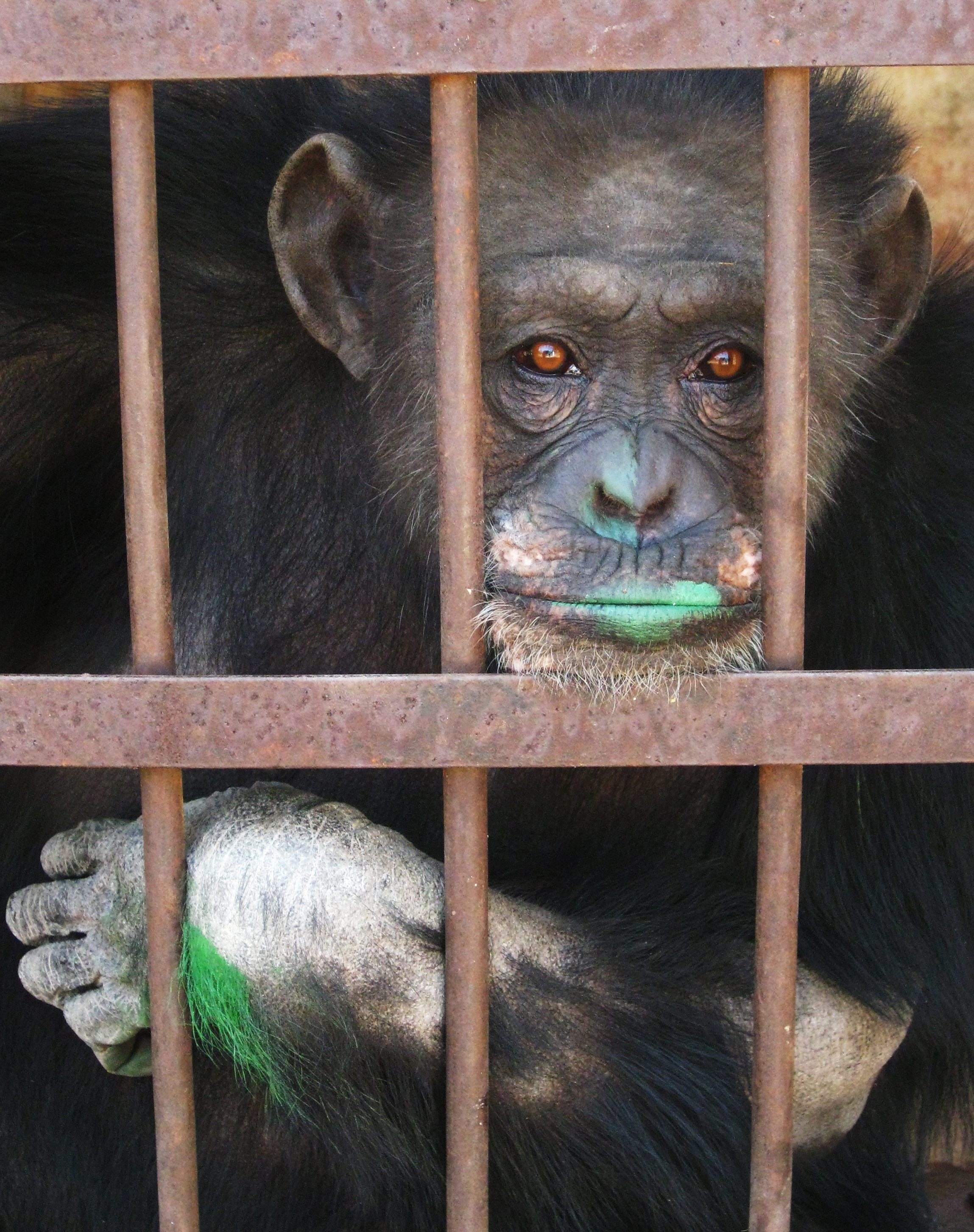 Traurig schaut Affendame Lolita aus ihrem Käfig in Burkina Faso und hat während der Umbauarbeiten ihres Käfigs grüne Farbe an ihrem Mund. 