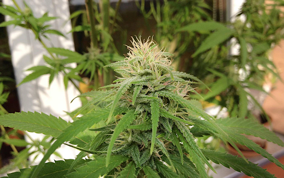 Eine Cannabis-Pflanze.