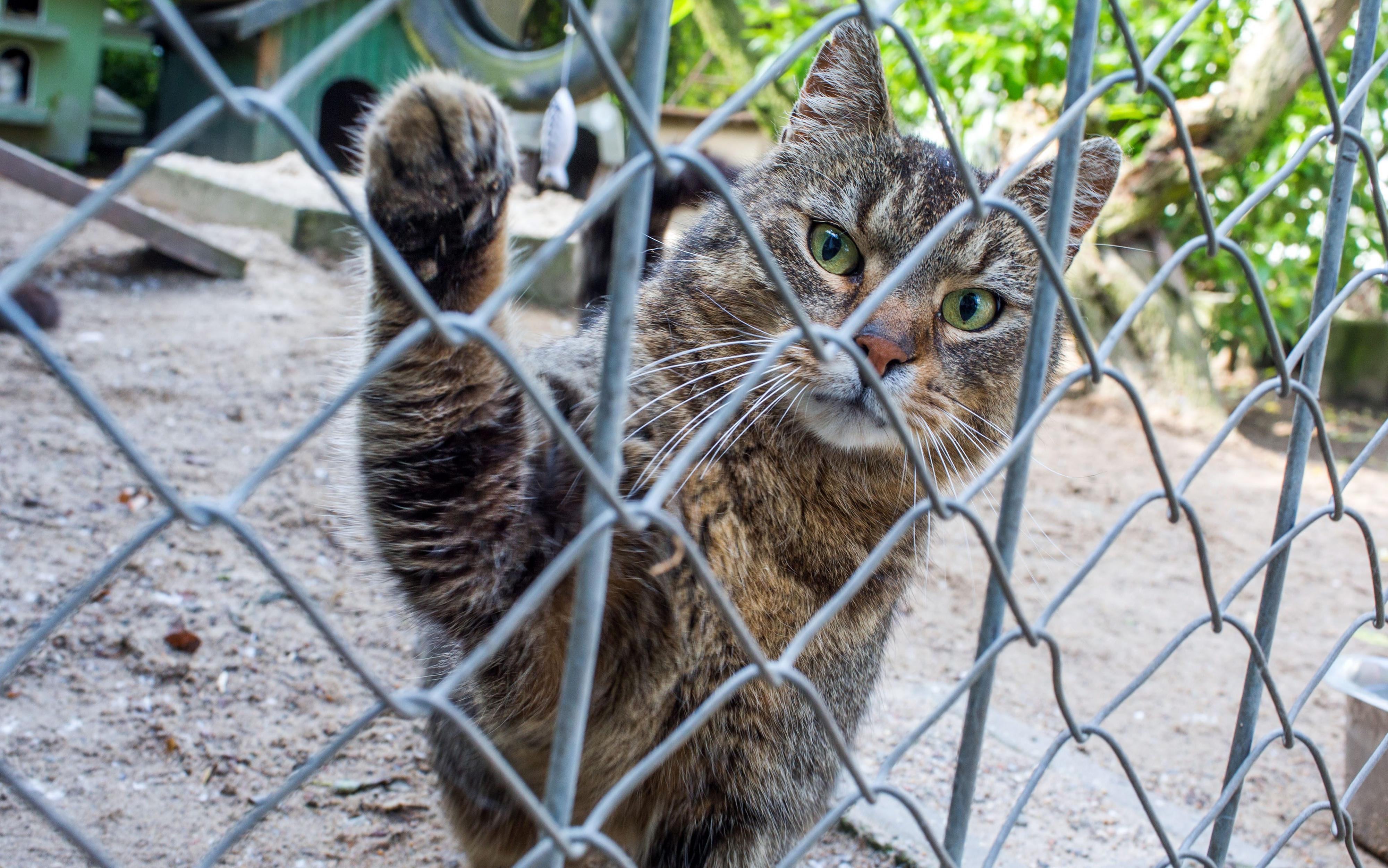 Image - Rückendeckung vom Senat: Berliner Tierschützer fordern Kastrationszwang für Katzen