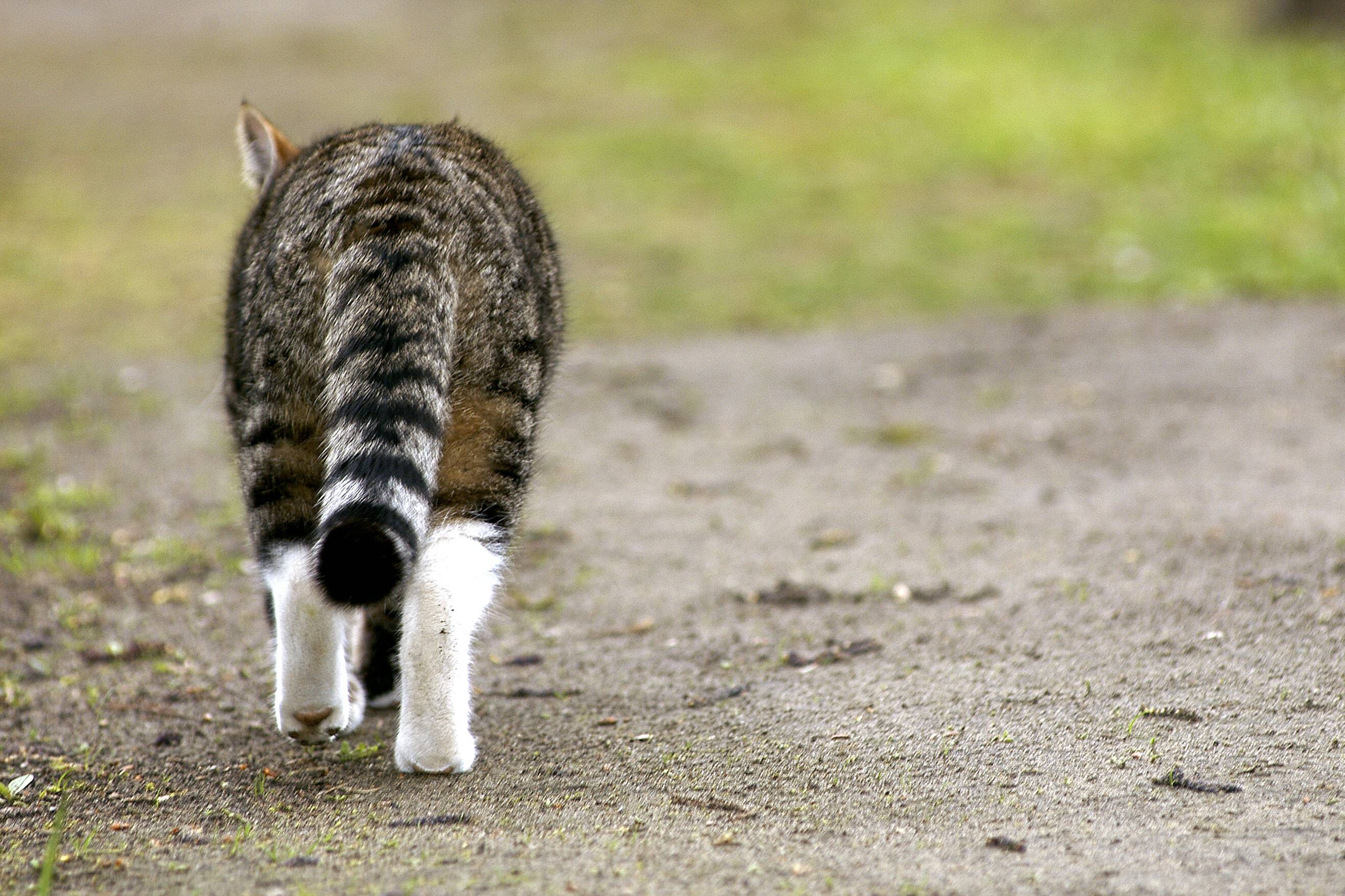 Image - Drei Jahre unterwegs: Katze „Mauzi“ wieder bei ihrem Frauchen in Berlin-Schöneweide