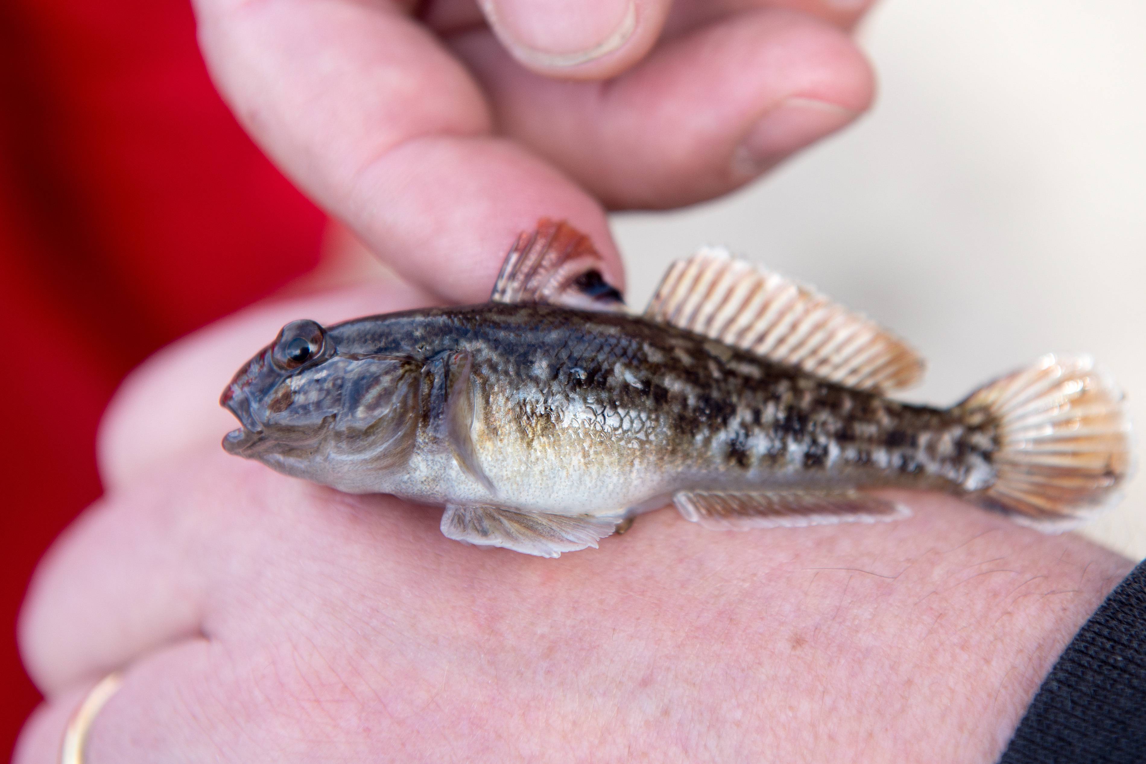 Image - Raubfisch bedroht unsere Oder: Schwarzmund-Grundel verdrängt heimische Arten