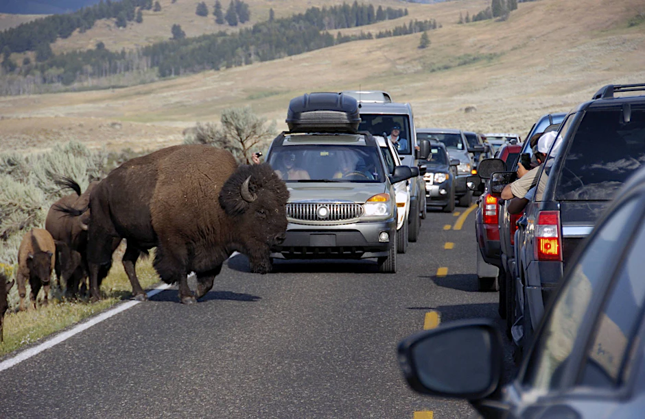 Büffel auf der Straße sind im Grand Canyon Nationalpark keine Seltenheit mehr. Die Tiere verursachen oft regelrechte Staus.