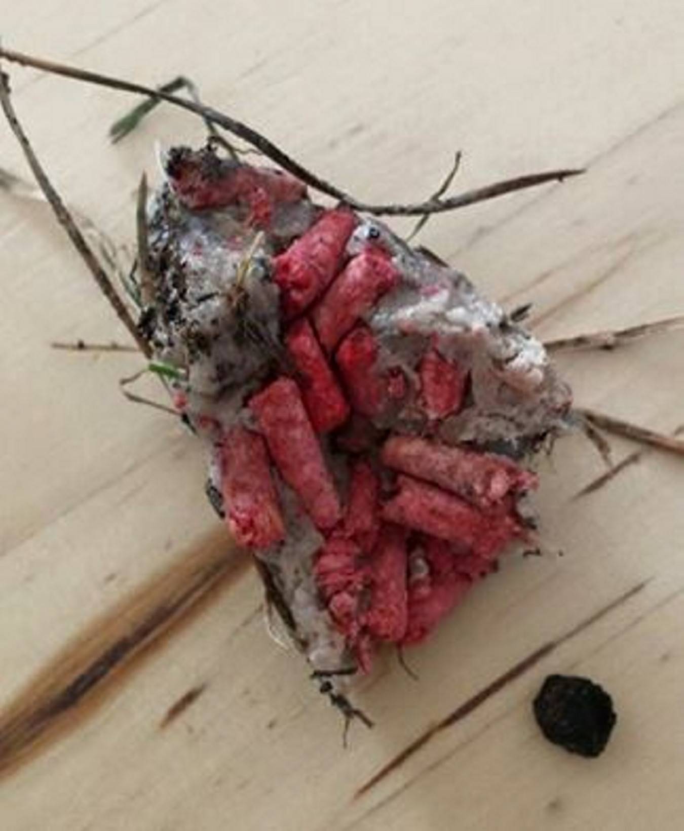 Giftköder, der in Staaken gefunden wurde.