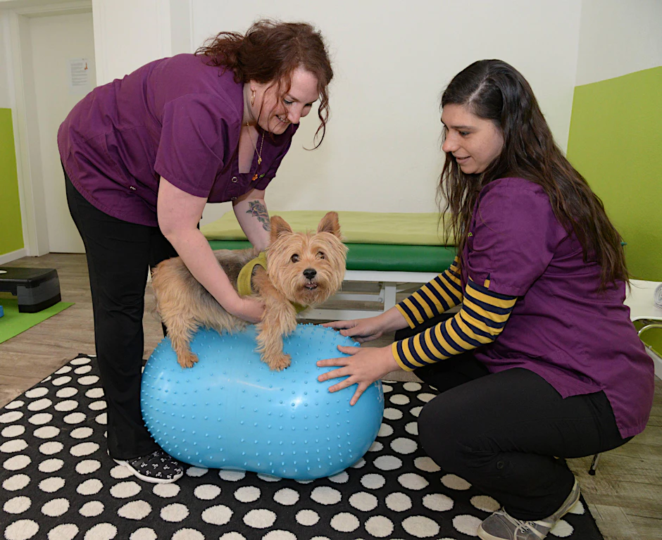 Sirka Sander (li.) und Andrea Vüllings üben mit dem asthmakranken Hunde-Opa Dusty auf dem Gymnastikball, das Gleichgewicht zu halten.  