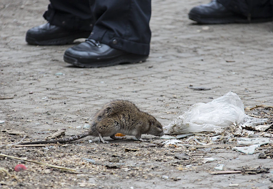 Ratten tummeln sich überall in Berlin, wie hier am Oranienplatz in Kreuzberg.