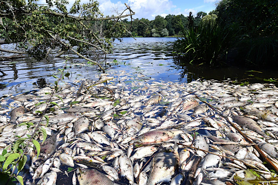 Schockierender Anblick: Hunderte toter Fische schwimmen auf der Oberfläche des Machnower Sees in Kleinmachnow .