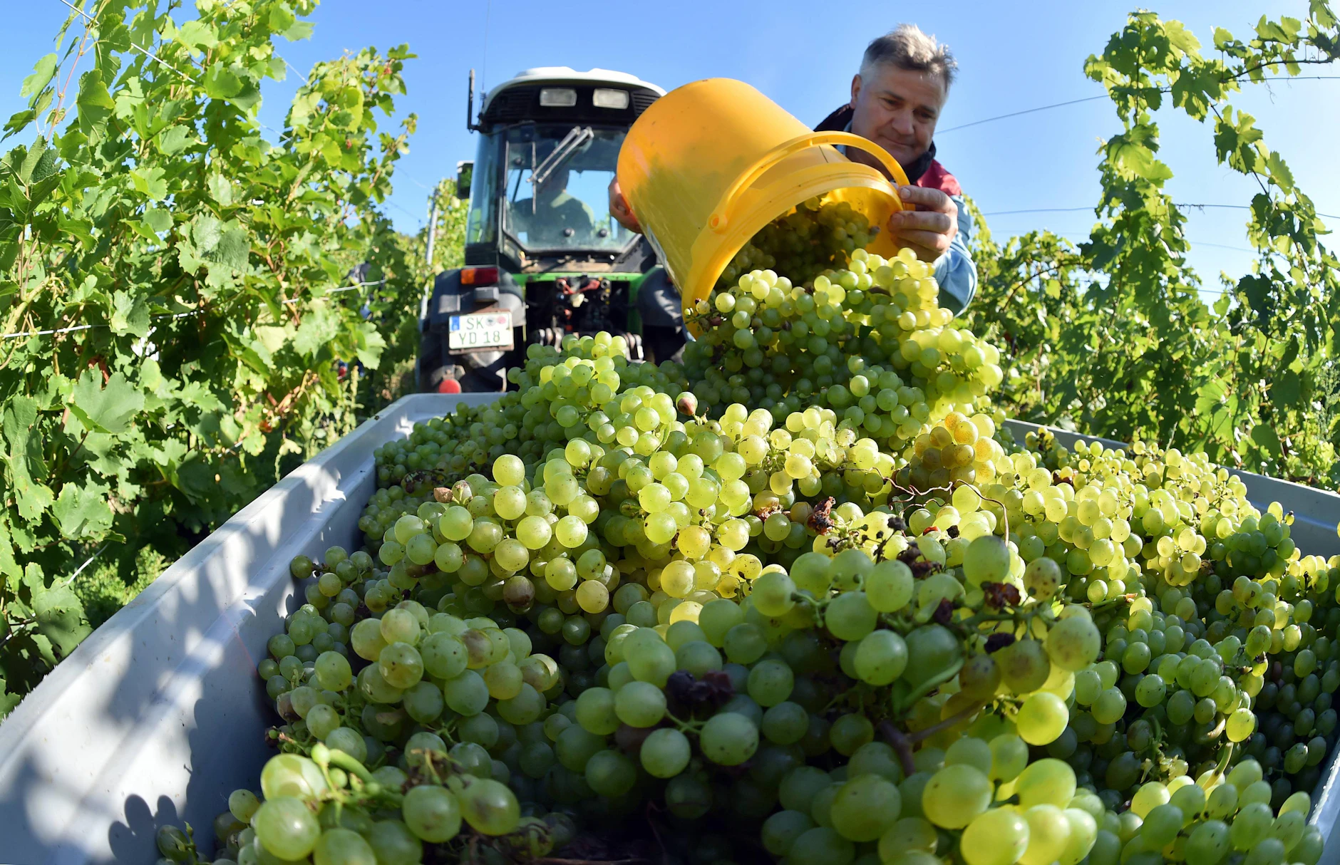 Der erste Wein des Jahres: Warum heißt er eigentlich Federweißer?