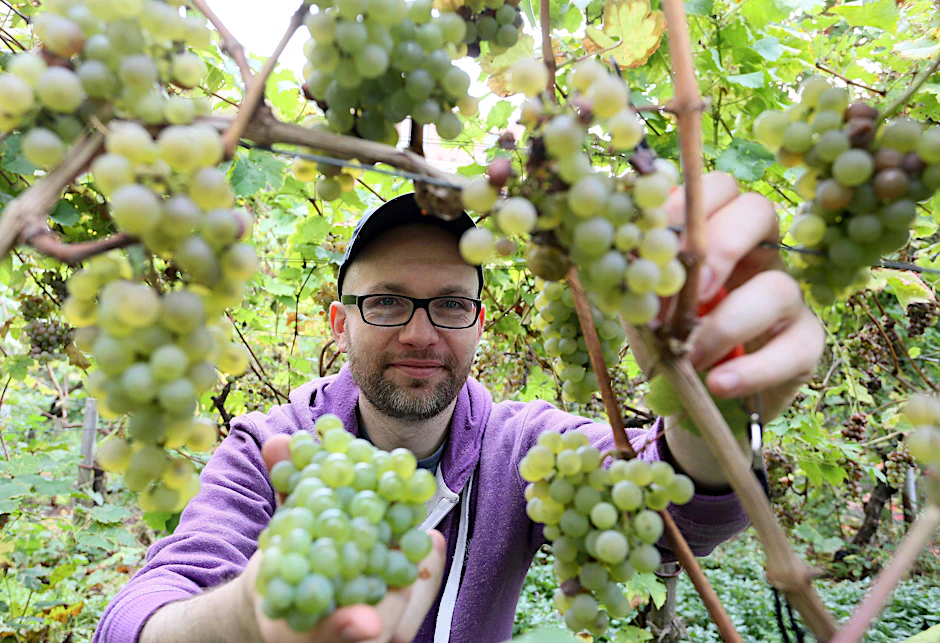 Daniel Meyer mit seinen Kreuzberg-Trauben.