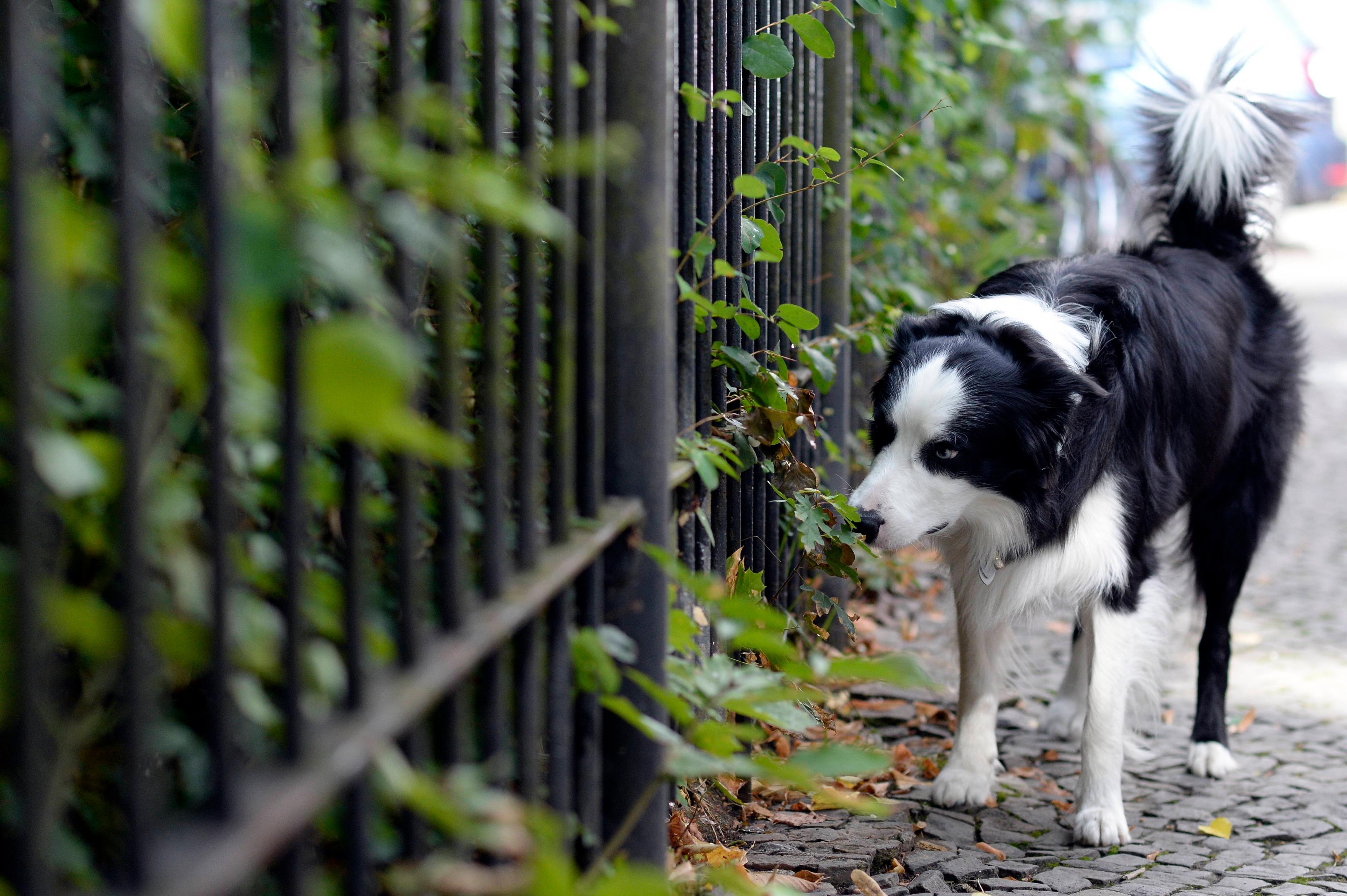 Hunde wollen sicher schnüffeln dürfen.
