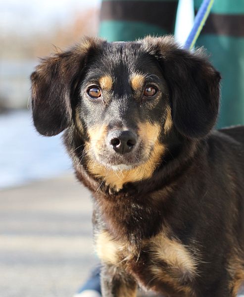 Image - Ein Herz für Tiere: Hey Weihnachtsmann! Dein nächster Halt heißt Tierheim Berlin