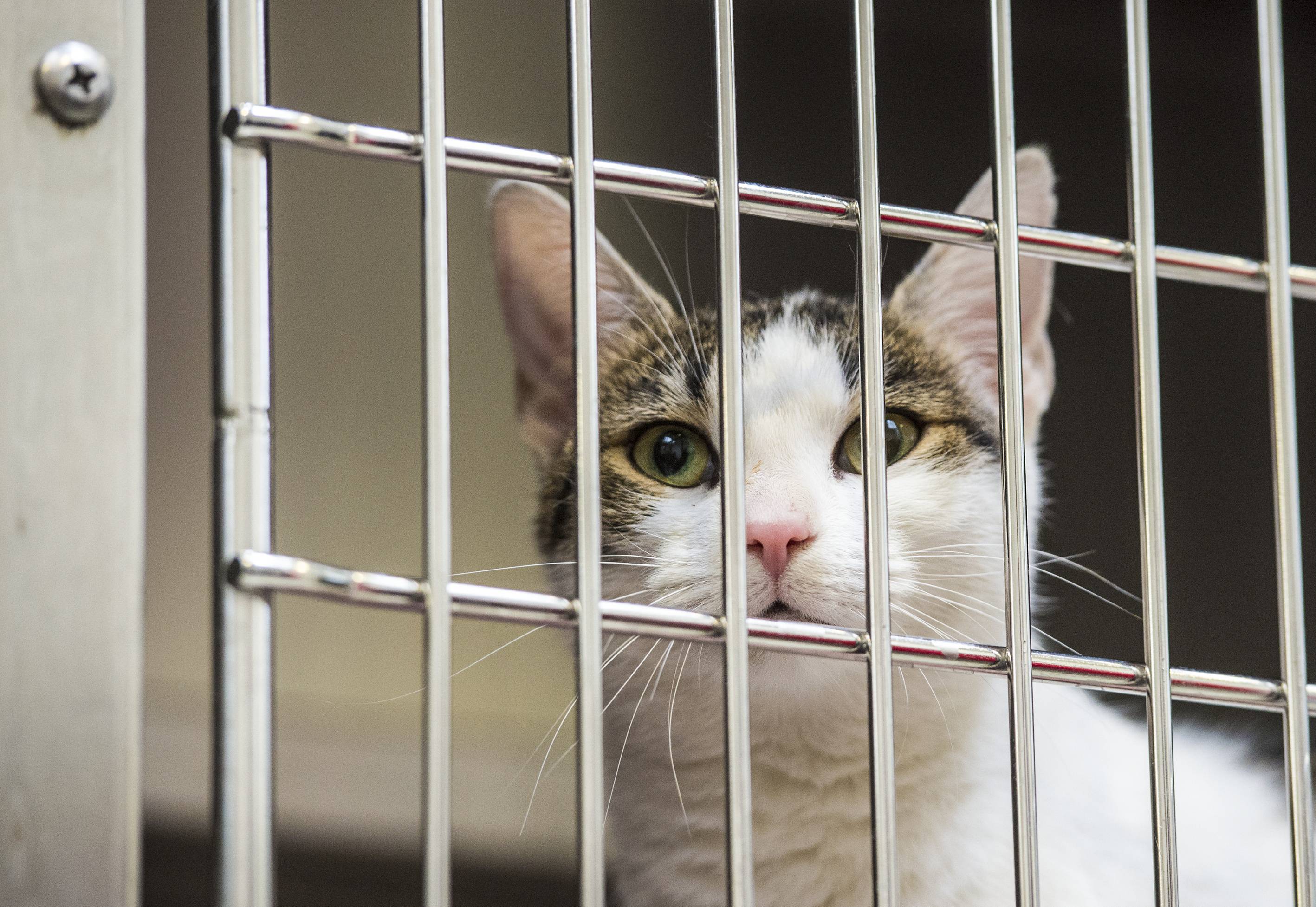 Image - Verschenkt, vergessen, verstoßen: Die traurigen Tieraugen von Berlin