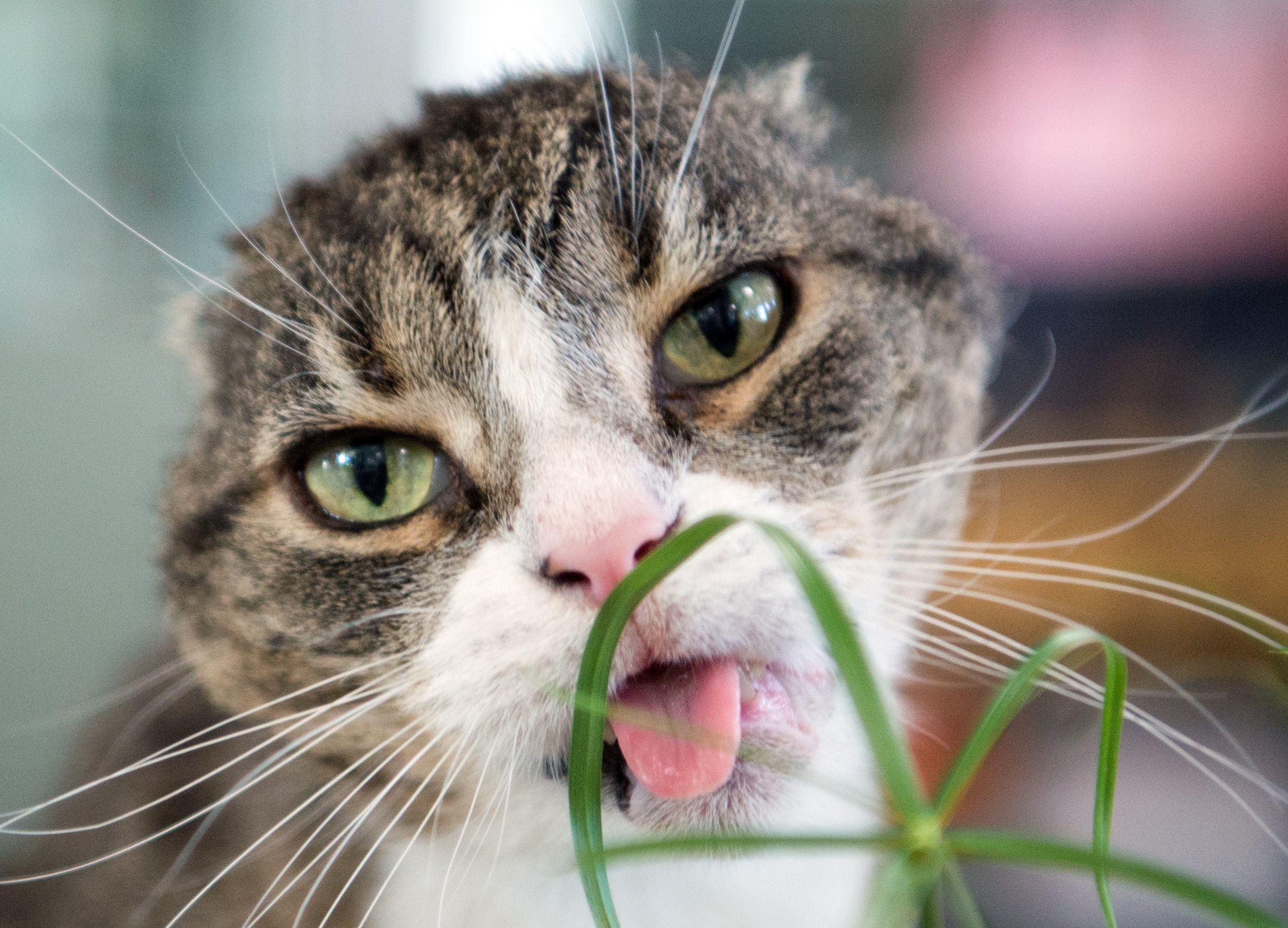 Image - Derrick : Wie geht es dem „Keinohrkater“ Derrick?