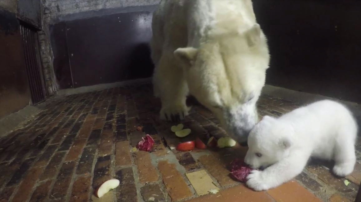 Das Eisbärchen begeistert mit Bildern wie diesem, als er Mama Tonja ihr Steak wegschnappt.