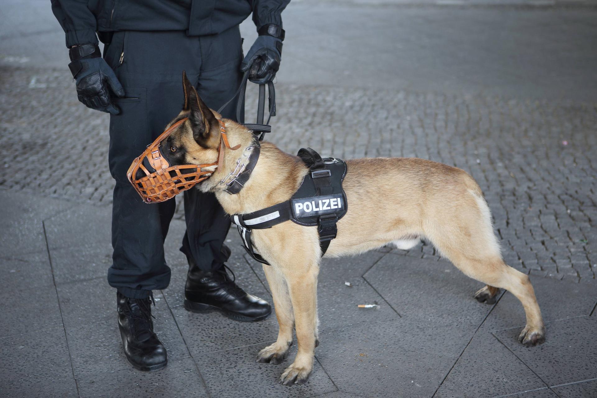 Lebenslange Rente für Berliner Polizeihunde