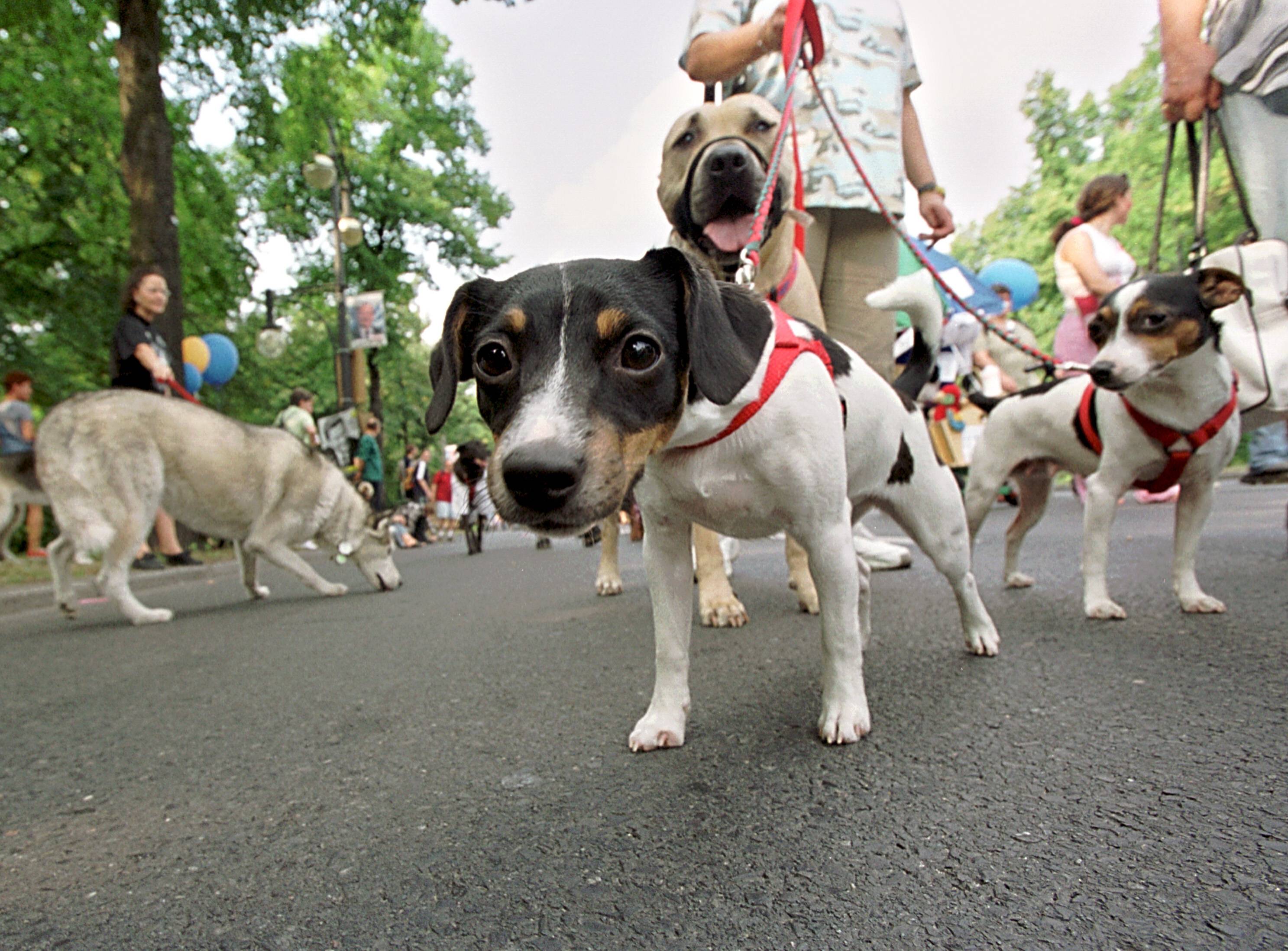 App „PetsForFriends“: Hundebesitzer für gewisse Stunden