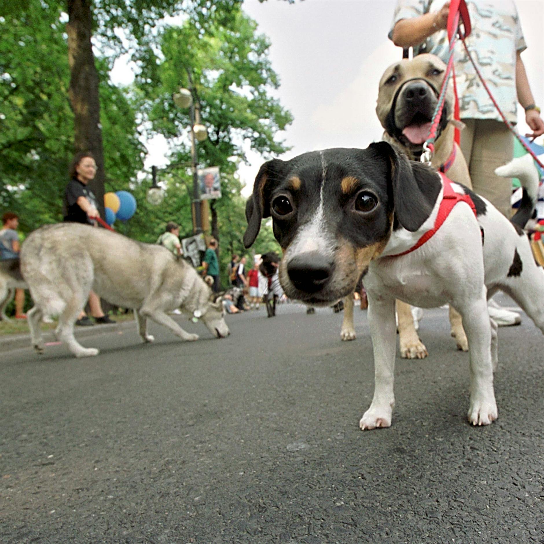 App „PetsForFriends“: Hundebesitzer für gewisse Stunden