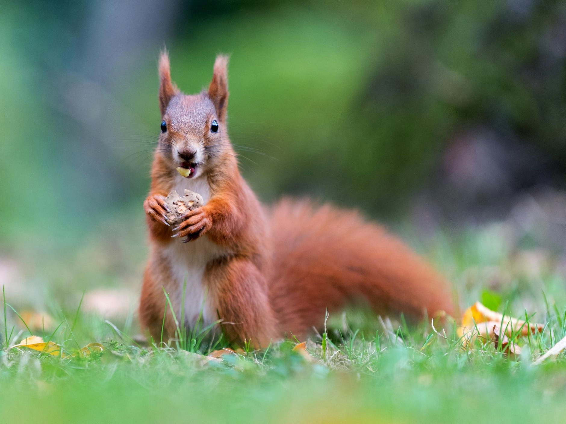 Invasion der Grauhörnchen: Wie die Briten um das rote Eichhörnchen kämpfen