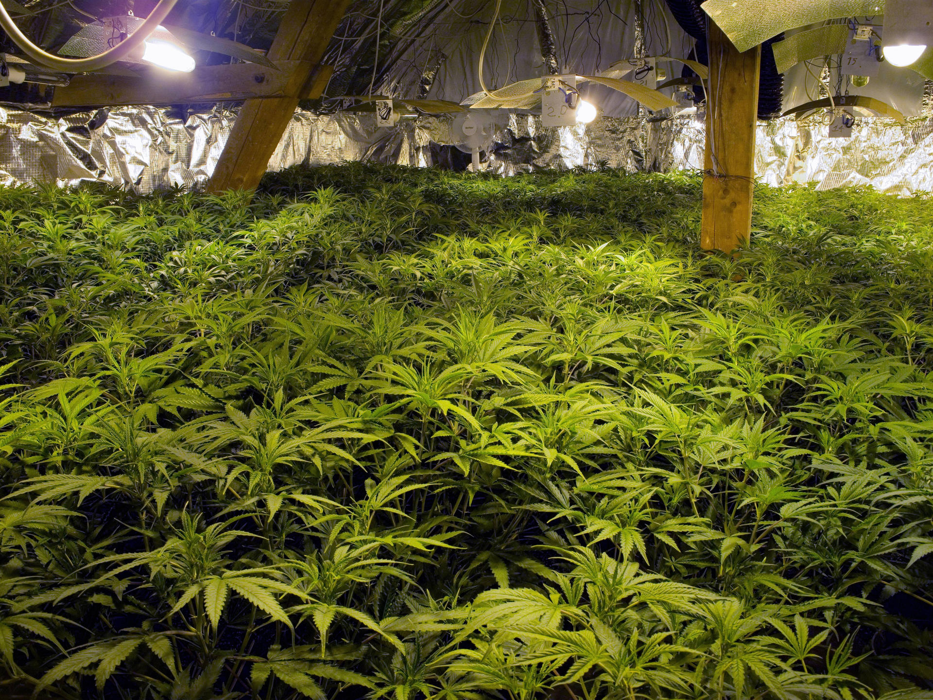 Image - Cannabis-Verbot zerbröselt: Berliner Politiker und Ärzte fordern Drogen-Liberalisierung