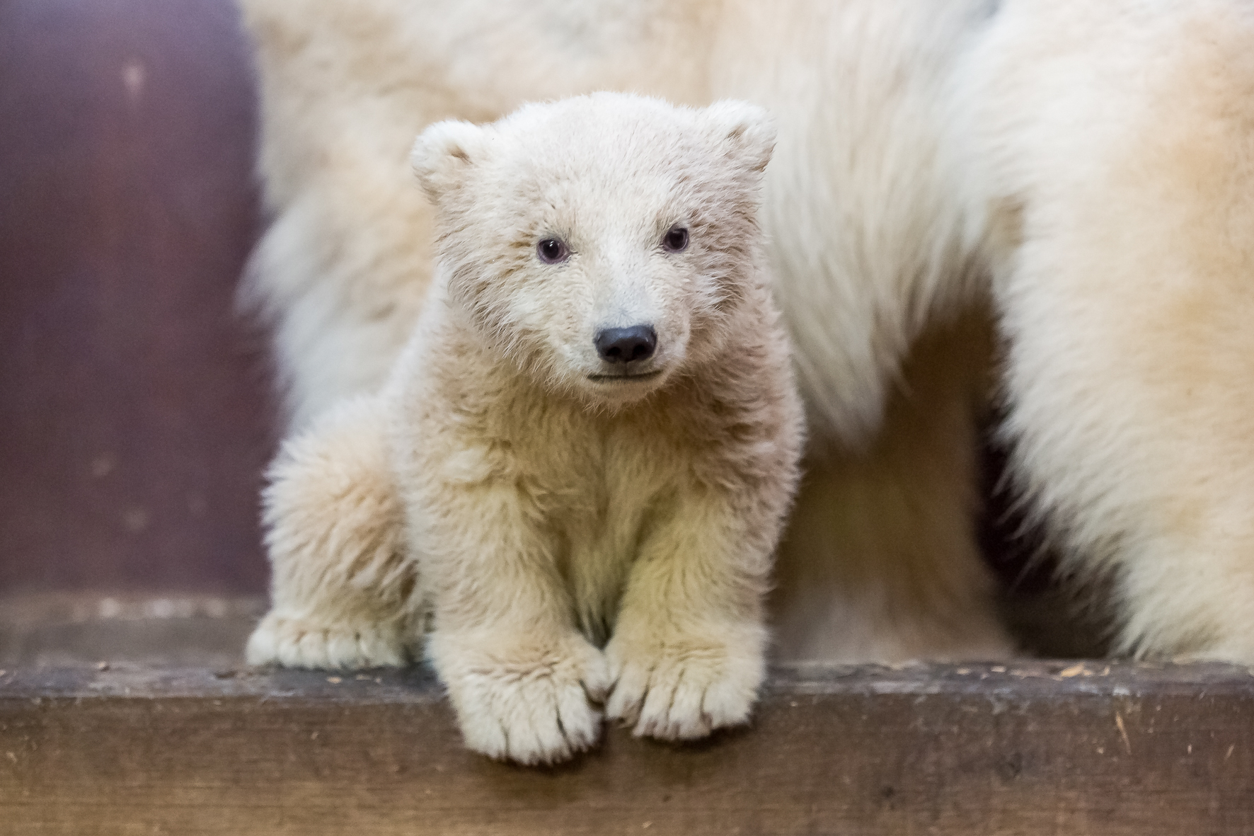 Der kleine Eisbär Fritz starb im Alter von vier Monaten.