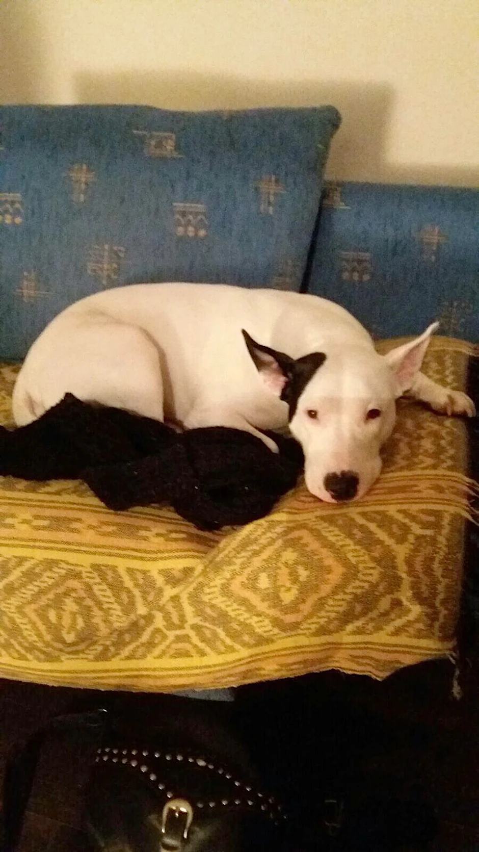 Mischlingshündin Iris (3) hat sich auf ihrem Sofa eingekuschelt.
